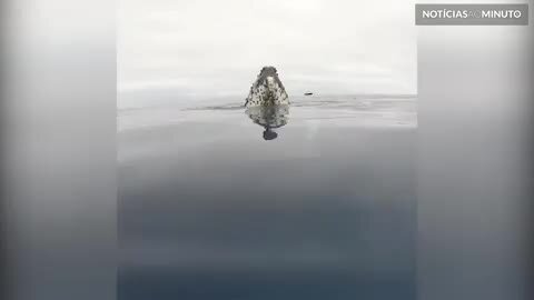 Baleia-jubarte decide dar uma espiada fora d’água