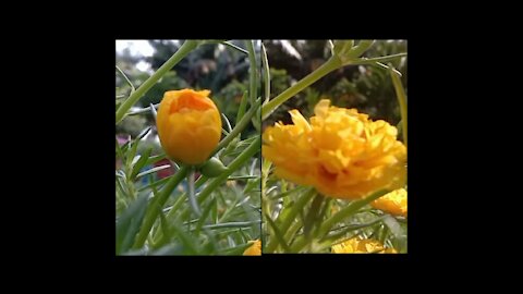 Time lapse of the process of blooming a beautiful flower