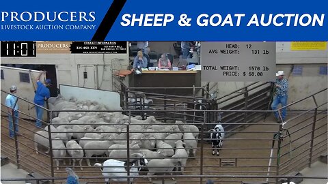 9/26/2023 - Producers Livestock Auction Company Sheep & Goat Auction