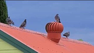 Ce pigeon a trouvé une attraction délirante !