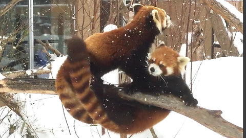 Red Panda tries to steal apple from friend