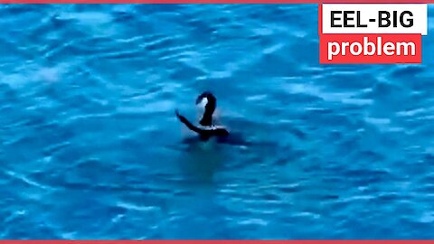 Cormorant struggles to eat a live EEL