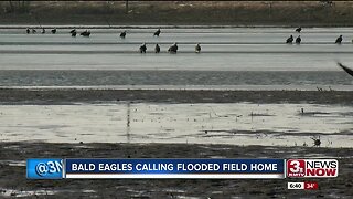 Bald Eagles Calling Flooded Field Home