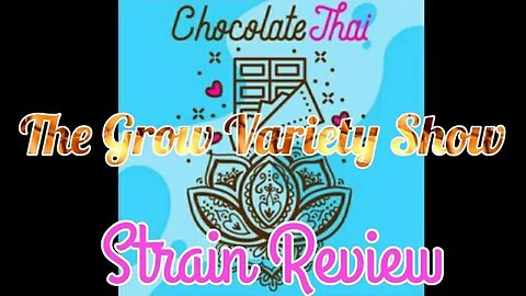 Chocolate Thai strain Review