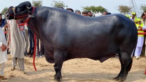 Top 5 Best Buffalo Bulls of Pakistan 2022 ll Breeder Bulls Beauty Competition