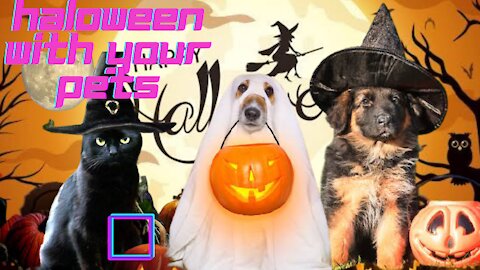 What will Be Your Pets Halloween costume Halloween pets Homemade Costumes Funny pets Costumes