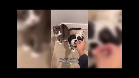 DingDon! Cats and Dogs best Funny Videos