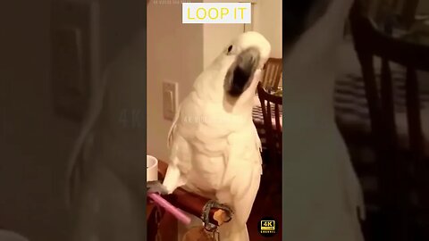 Best Funny Parrot - funniest parrots - cute parrot and funny parrot videos compilation