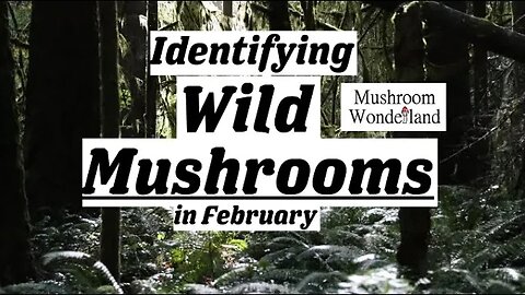 Identifying Wild Mushrooms in February : A walk in the forest.