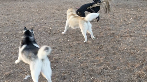 Labrador Flaunts Large Stick, Goads Huskies into Chase