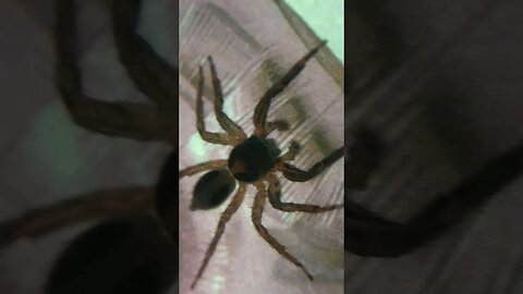 r/spiders Jumping Spider at Microscope Apexel Lens for Smartphone