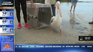 Pelicans reunited with colony in Fort DeSoto
