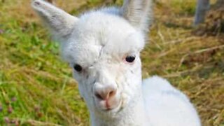 Amoroso: Mãe alpaca rumina com a sua cria