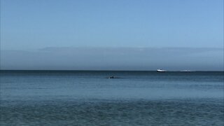 Dolphins swimming offshore