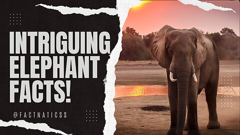Intelligent or Gentle Giants? Discover Intriguing Elephant Facts: Unveil the Wonders of These Giants