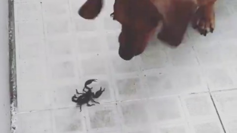 Have You Ever Seen A Dog Faced Scorpion!!!
