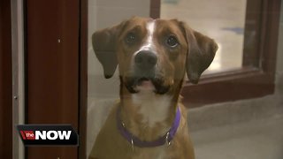 Wisconsin Humane Society encourages people to give the gift of adoption