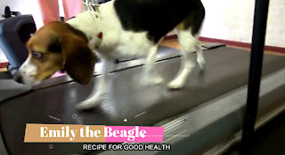 A Beagles Recipe for Good Health
