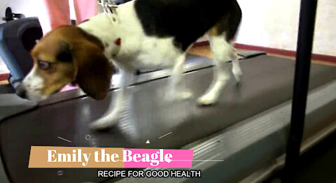 A Beagles Recipe for Good Health