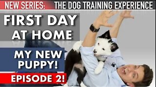 My new puppy: the first day Home! (NEW SERIES :DOG the training experience