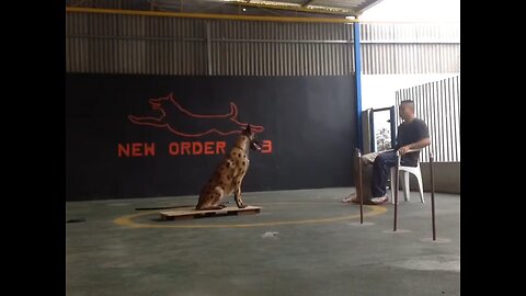 Adestramento - Obediência Avançada - New Order K9 #adestramento #dogtraining #petslovers #malinois