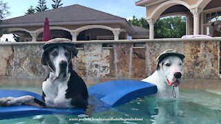 Stylish Great Danes model their new fishing hats