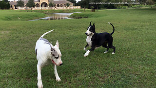 Max and Katie the Great Danes Love To Play Together