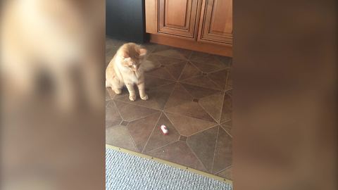 "A Cat Gets Scared of a Wind-Up Toy"