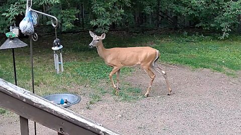 Oh Deer! Feeding Time Again?