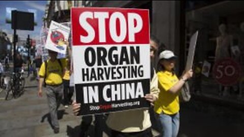 TFH #563: Chinese Organ Harvesting with Mitchell Gerber