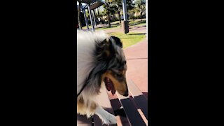 Floki the Rough Collie jumping on tables during dog walk