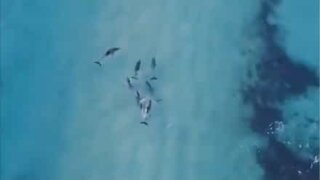Des dauphins surfeurs en Australie