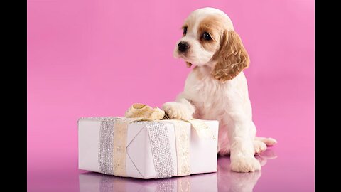 TOP 5 GIFT TIPS FOR YOUR DOG