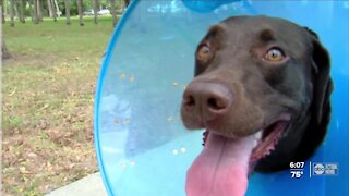 Owner faces thousands in bills after dog injured at daycare