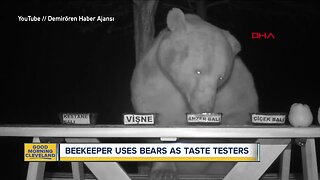 Bears taste-test honey for beekeeper