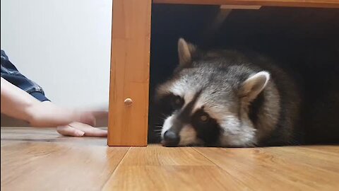 Pet raccoon loves to play games with his owner