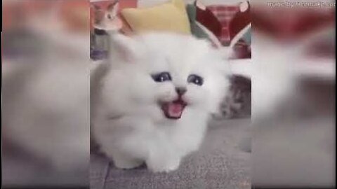 Baby Cats Video Funny and Cute Cat Videos 2021 Compilation