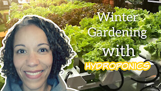 Winter Gardening with Hydroponics