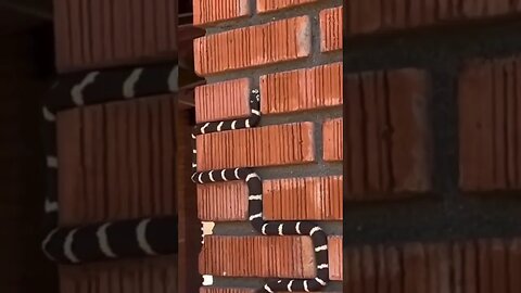 Sneaky Snake Snaking through the grooves of a brick wall #animal