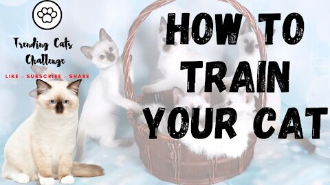 Train Your Cat - Funny Cats - Cute Cats - #Rumble Cats 2