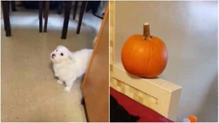 Este cão já cansou do Halloween!