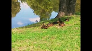 Ducks enjoying time on the pond