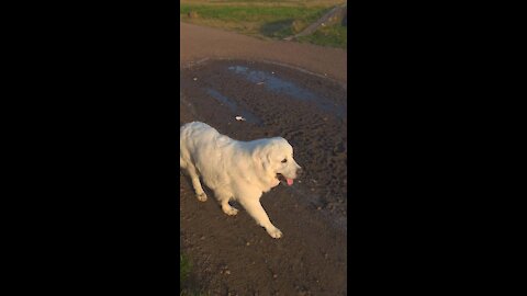 Polish Tatra sheepdog walking at lagoon