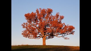 The Mighty Oak Tree Four Season Slide Show