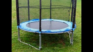 Dog loves jumping on trampoline