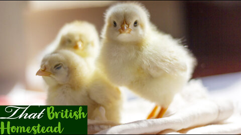 Moving our newly hatched Easter chicks into the homemade brooder #Easterchicks