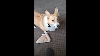 Stewie the corgi 2