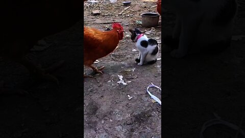 Funny Animal Video 2021