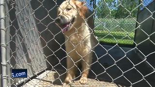 Investigators find dozens of dead dogs at unlicensed Sheboygan County kennel