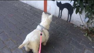 Cão se assusta com pintura de gato em muro